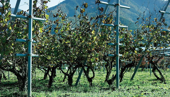 くらむぼんワイン